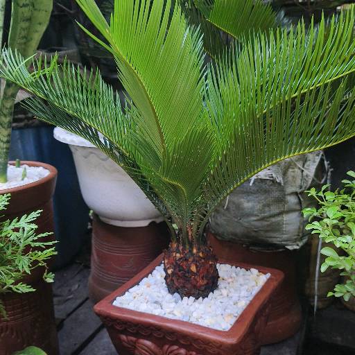cykas plant image 2