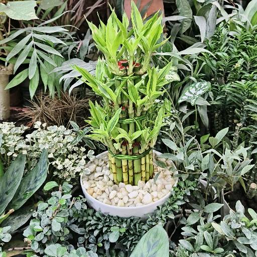 lucky bamboo 3leyar