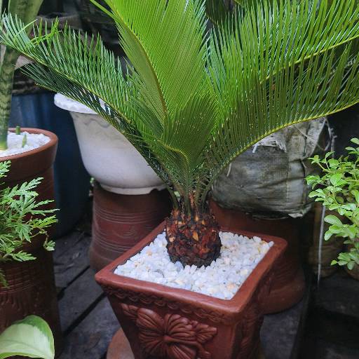 cykas plant