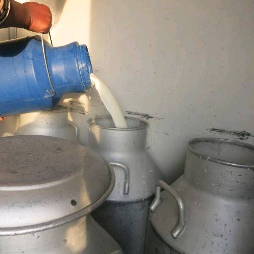 Milk 100L