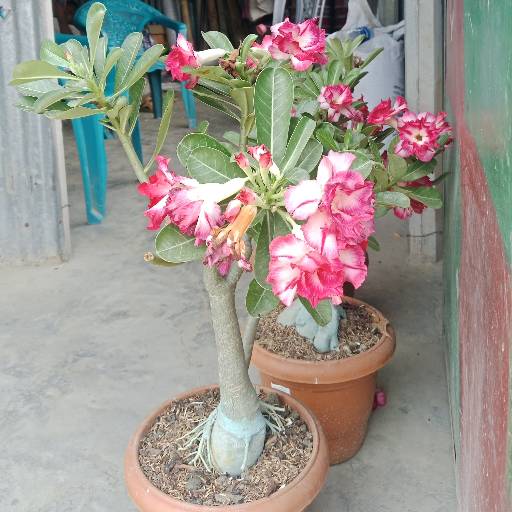এডানিয়াম ডাবল পাপরি