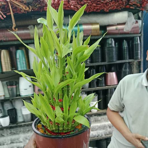 লাকি ব্যাম্বো