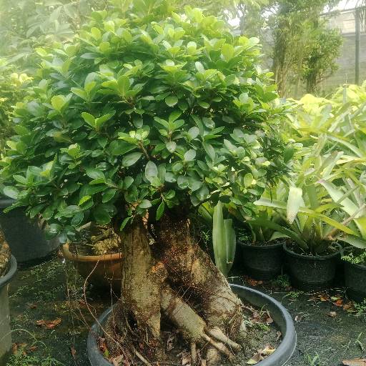 বনসাই