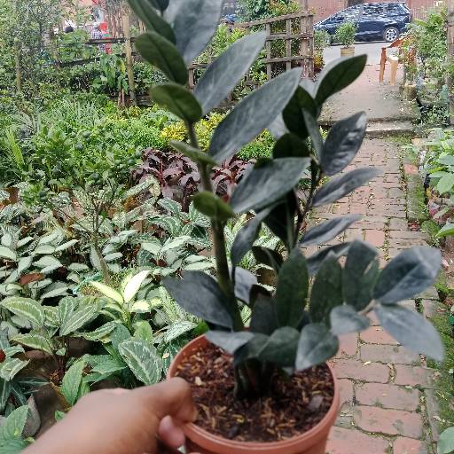 ব্ল্যাক জিজি প্ল্যান